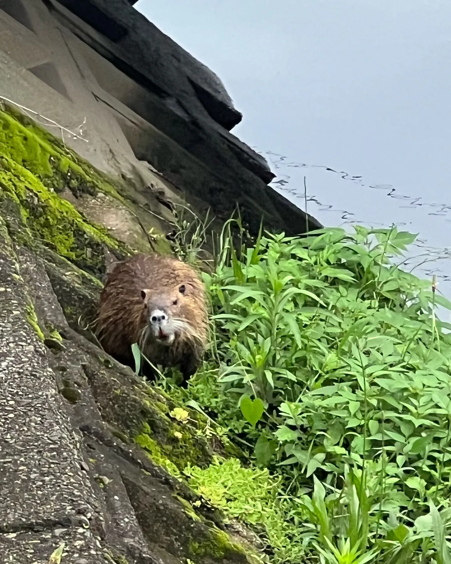 最近のドブ川には色んなのがいてますね！